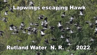 Lapwings escaping a Sparrow Hawk  2022 [upl. by Luaped416]