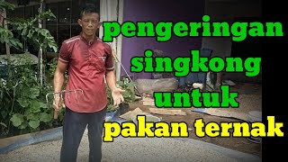 Mengolah Singkong Jadi Bahan konsentrat Kambing [upl. by Occer621]