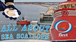 SeaTube quotAll About Scallopsquot  OceansFleet Fisheries  An Informative Series [upl. by Nashom]