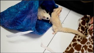 How to Introduce Sugar Gliders [upl. by Nednal667]