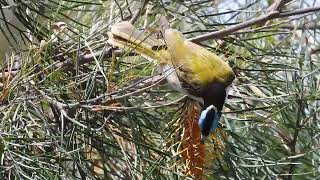 Bluefaced Honeyeater Hervey Bay Qld [upl. by Shaine]