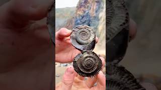 Hidden Secrets in Fossil Rocks [upl. by Zorine]