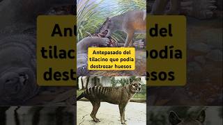 Antepasado del tilacino que podía destrozar huesos curiosidadesanimales paleontologia fósiles [upl. by Fitzsimmons]