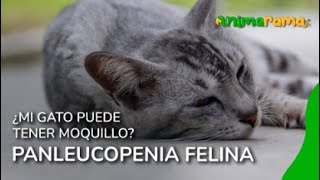 ¿Mi gato puede tener moquillo  PANLEUCOPENIA FELINA [upl. by Yulma]