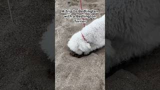 A trip to Bedlington with a Bedlington Terrier gottagetaway letsgetaway unplugging [upl. by Inna]