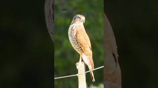 Gaviãocarijó  Rupornis magnirostris 🙂 faunabrasileira birds wildlife passaros avesbrasil [upl. by Eeresed909]