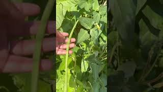 String beans again from my garden [upl. by Haisi670]