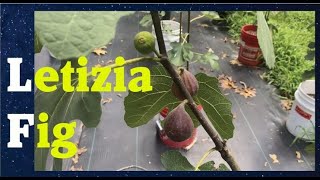 My First Figs In 2023 Letizia Fig  Little Ruby Fig [upl. by Euqirdor]