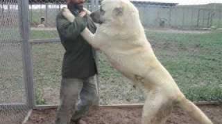 Giant Kurdish Kangal Dogs [upl. by Peery]