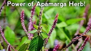 अपामार्ग  Unlocking Natures Potency The Insane Healing Power of Apamarga Herb [upl. by Akkire]