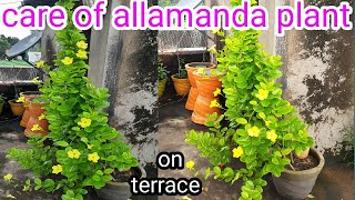 how to grow and care of allamanda vine plant  care of golden trumpet vine [upl. by Aneladgam]