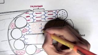 Myology  Skeletal Muscle Contraction [upl. by Squier]