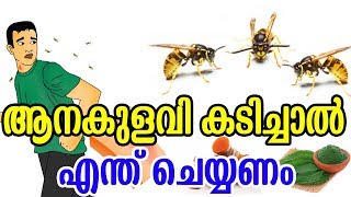 ആനകുളവി കടിച്ചാൽ എന്ത് ചെയ്യണം  Home Remedies to Get Rid of Wasp Sting  Health Tips [upl. by Aushoj307]