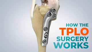 CCL Tears and How a TPLO Surgery Works [upl. by Inilam]