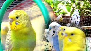 Budgies BirdBudgies BirdBadri Pakhi [upl. by Burrow616]