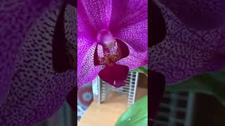 Orchid Growing In A Glass Jar [upl. by Tressa]