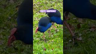 Purple Swamphen Sound Call and Colours [upl. by Lrak]