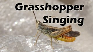 Grasshopper Singing  Insects  Micro Monster  Relaxing Nature Sounds [upl. by Htiffirg]