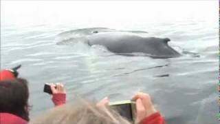 Les baleines à Tadoussac 2wmv [upl. by Chere400]