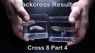 Phenotypes Challenges and Next Steps Sorting Through the Results From My Guppy Cross 8 Part 4 [upl. by Rob]