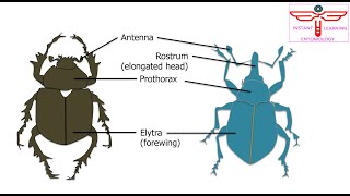 Classification of Insects PartVI Orders of the subclass Endopterygota of the class Insecta [upl. by Amarette]