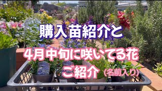 購入苗紹介と4月中旬に咲いてる花ご紹介 [upl. by Carita454]