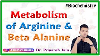 Metabolism of Arginine and Beta Alanine  Medical biochemistry [upl. by Willi581]