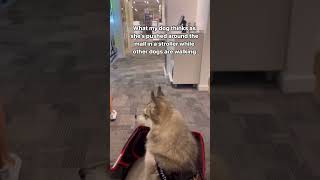 Dog has luxury taste on bougie budget dogsofyoutube cute alaskankleekai [upl. by Algie]