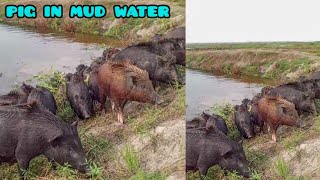 world famous Quality big big pig in village mud waterpig videosnatural animal farming of asia [upl. by Valeta]