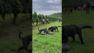 Dog fights with giant python but people just stand and watch [upl. by Ferguson]