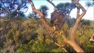 AEF NEFL Eagle Cam 2 2118 Spirit Goes Higher On a Branch [upl. by Swann230]