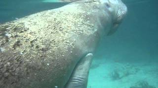 Swimming with Manatees II [upl. by Adnoloy]