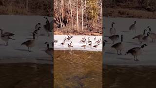 Geese Sounds 1 [upl. by Salocin]