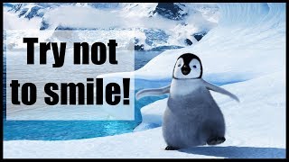 Funny and Cute Penguin Video Compilation  Try not to smile 2018  Winter edition [upl. by Noirred]