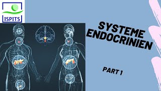 Système endocrinien Part 1 ISPITS AnatomieS1 [upl. by Akins]