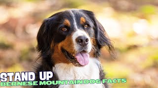 10 Fascinating Facts About Bernese Mountain Dogs 🏔️ [upl. by Ahsiniuq]