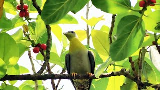 Green pigeon  हरे कबूतर हरियाल हारिल पक्षी  হরিয়াল পাখি [upl. by Ailuy]