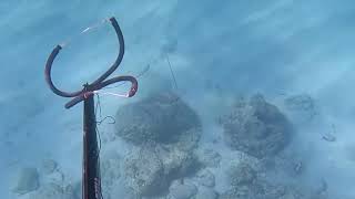 Spearfishing in beautiful Kish island [upl. by Aralk]