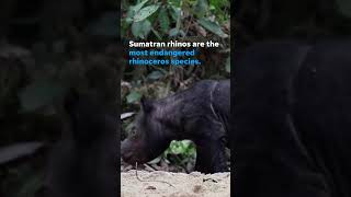 Critically endangered Sumatran rhino born at sanctuary Shorts [upl. by Akiemehs]