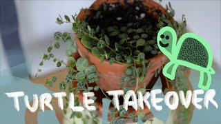 Peperomia Prostrata Care for Beginners [upl. by Laitselec777]