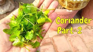 How to Grow Coriander in Pot  Part2 [upl. by Ellehciram]