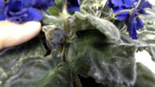 HOW to keep your AFRICAN VIOLETS in CONSTANT BLOOM Part 2 [upl. by Anaahs]