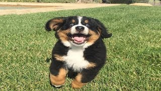 Bernese Mountain Dog Puppies Funny Compilation  Best of 2018 [upl. by Ainelec]