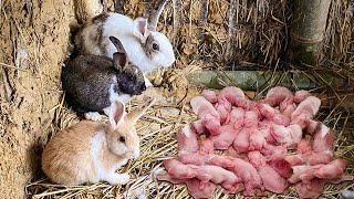 Full video  Mother rabbit gives birth The mother rabbit died  Make houses for rabbits and dogs [upl. by Eniluqcaj]