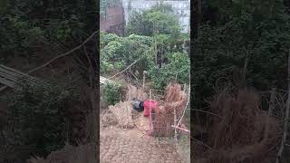 Yahan gotha gobar ka kheti Kiya jata hai short video hai Chhota video dekhne ke liye sampark Karen [upl. by Iruj]