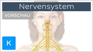 Einführung Was ist das Nervensystem Vorschau  Kenhub [upl. by Evad603]