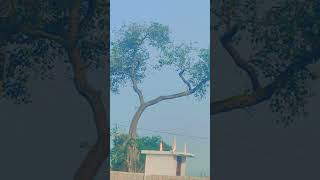 Tohari mandir wa bharti song shortvideo [upl. by Aved688]