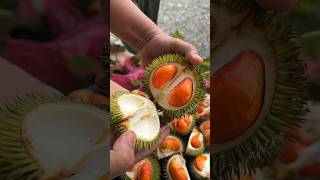 Durio Graveolens mini redorange flesh Durian shortvideo fyp countryside [upl. by Alleuqcaj587]