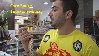 Φίδι Corn Snake Βασικές Γνώσεις  Feeders Strs ep 16 [upl. by Douglass]