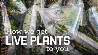 How We Get Live Plants to You [upl. by Litta]